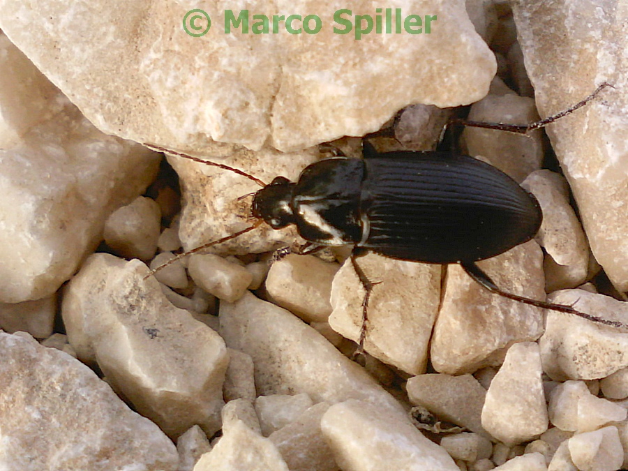 Carabide da identificare: Calathus fuscipes graecus